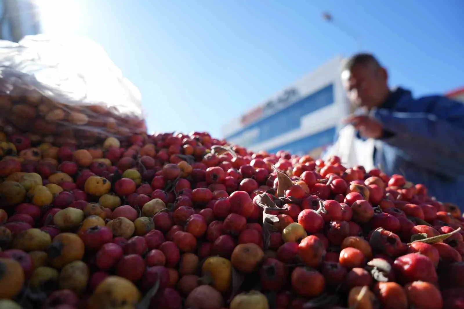 Erzincan’ın dağlarında yetişen yaban bitkilerini vatandaşlarla buluşturan seyyar satıcı İsa