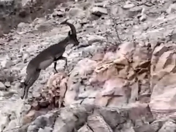 Siirt’in Eruh ilçesinde nesli tükenme tehlikesiyle karşı karşıya olan yabani