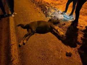 Siirt’in Kurtalan ilçesinde otomobil ile at çarpıştı. Sürücünün yaralandığı kazada