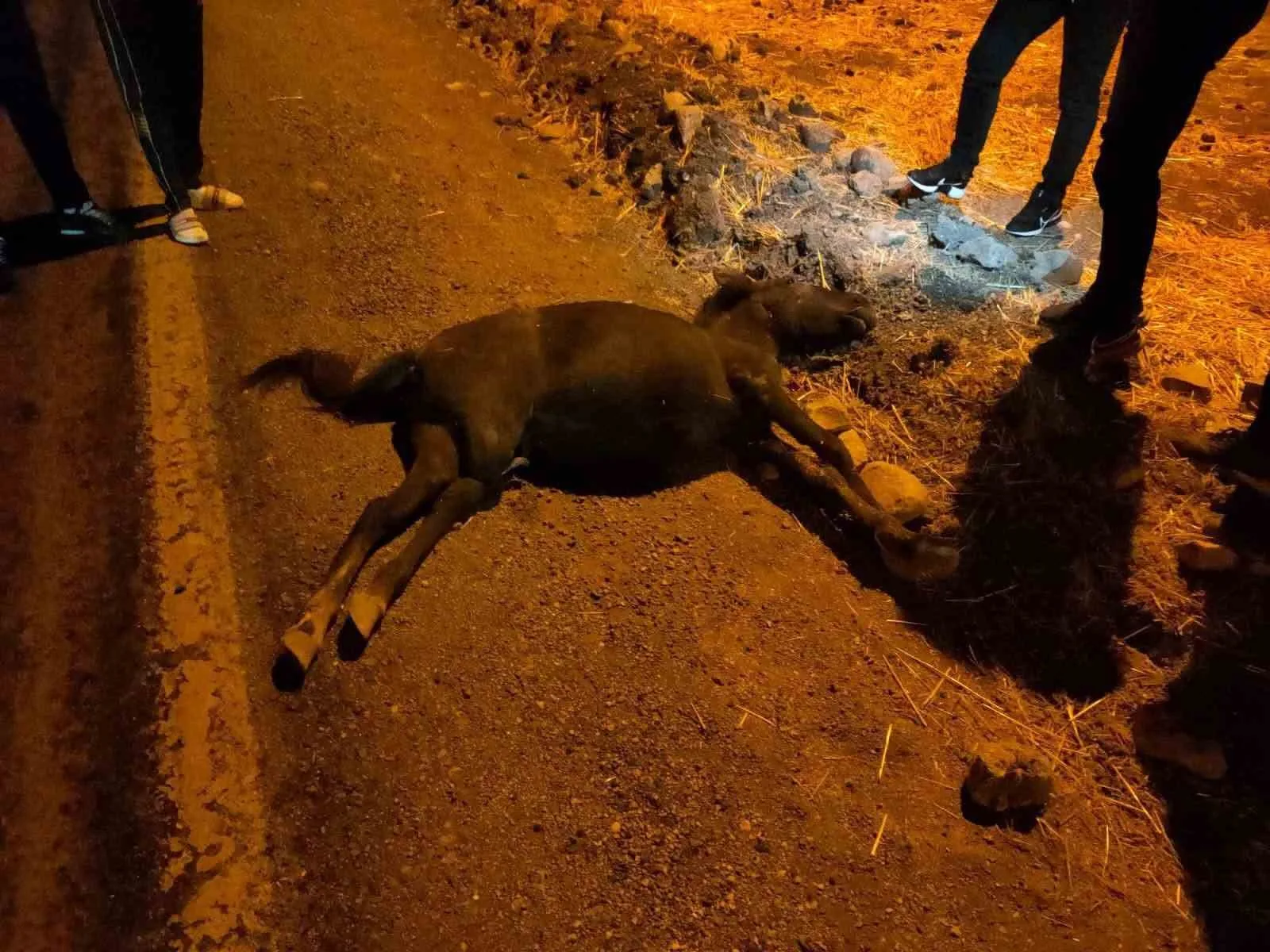 Siirt’in Kurtalan ilçesinde otomobil ile at çarpıştı. Sürücünün yaralandığı kazada