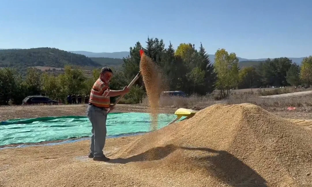 Sinop’un, yıllık 28 bin tonluk pirinç üretimiyle Türkiye’de 6’ncı sırada