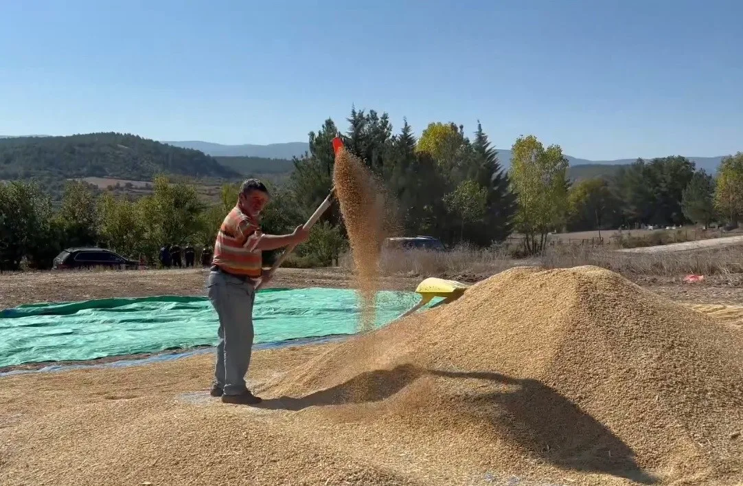 Sinop’un, yıllık 28 bin tonluk pirinç üretimiyle Türkiye’de 6’ncı sırada