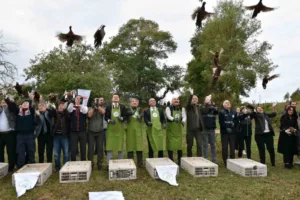 Sinop’ta yaban hayatını desteklemek amacıyla 250 sülün kuşu doğal yaşam