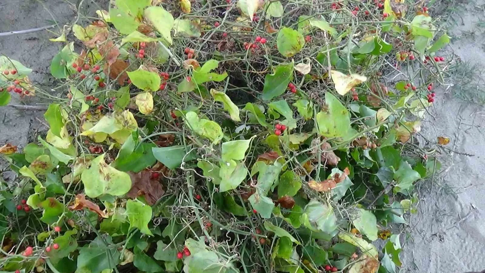 Yılbaşında uğur getirdiğine inanılan “kokina çiçeği”, 2 ay öncesinden İstanbul’dan