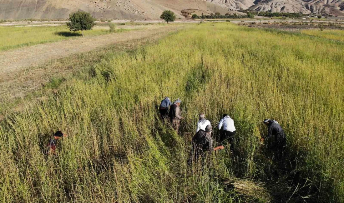 Şırnak’ın Kumçatı bölgesinde çiftçiler, tescilli Dergul tahininin ham maddesi olan