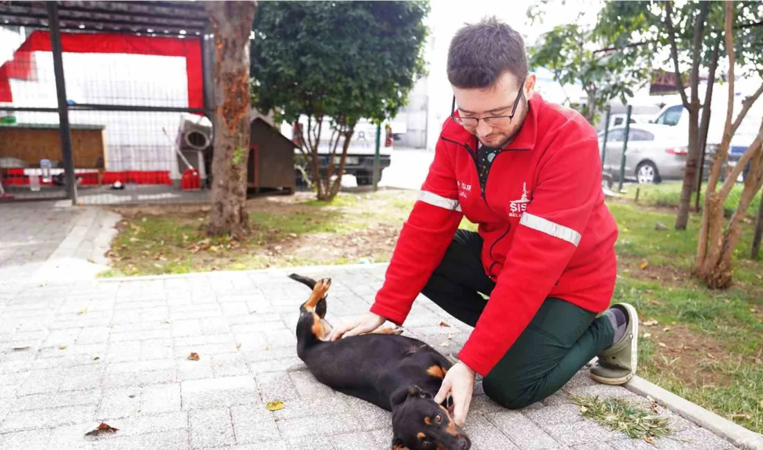 Şişli Belediyesi’nin Sokak Hayvanları Rehabilitasyon Merkezi’nde, sahipsiz hayvanların kısırlaştırma, aşılama,
