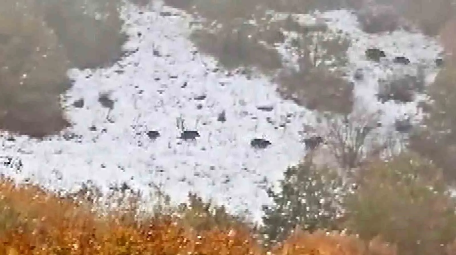 Sivas merkeze bağlı Çeltek köyü kırsalında domuz sürüsü görüntülendi. Çeltek