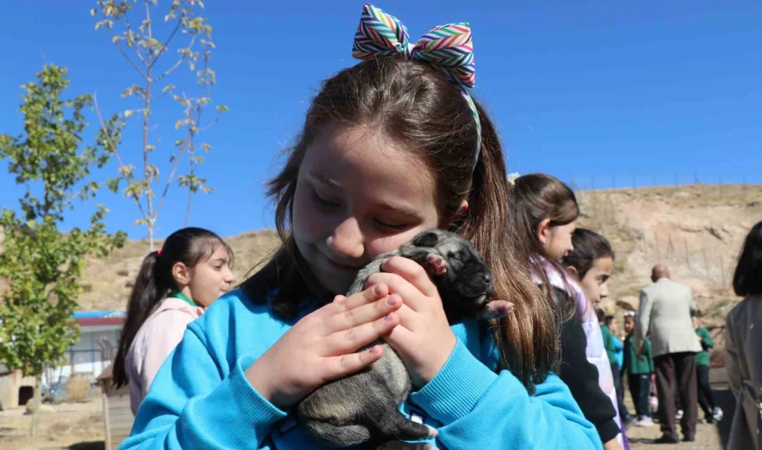 Sivas’ın simgesi ve Türkiye’nin milli değeri olan kangal köpekleri, ilkokul