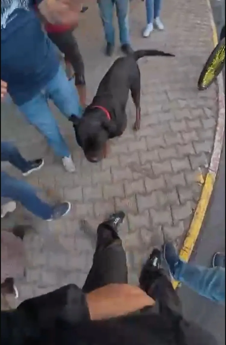 Mersin’de sahibi tarafından sokakta ağızlıklsız gezdirilen ’Rottweiler’ cinsi köpek önce