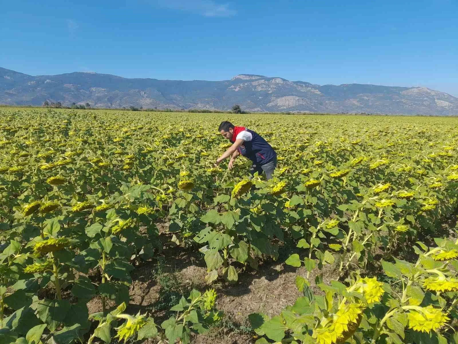 Söke İlçe Tarım ve Orman Müdürlüğü 2025 yılı desteklemelerine esas