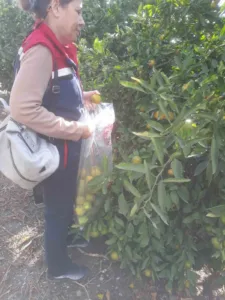 Önemli tarım kentlerinden olan Aydın’ın Söke ilçesinde, hasat öncesi narenciye