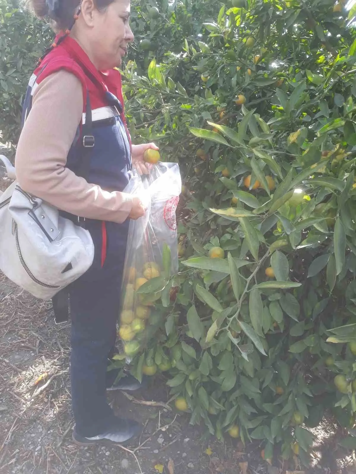 Önemli tarım kentlerinden olan Aydın’ın Söke ilçesinde, hasat öncesi narenciye