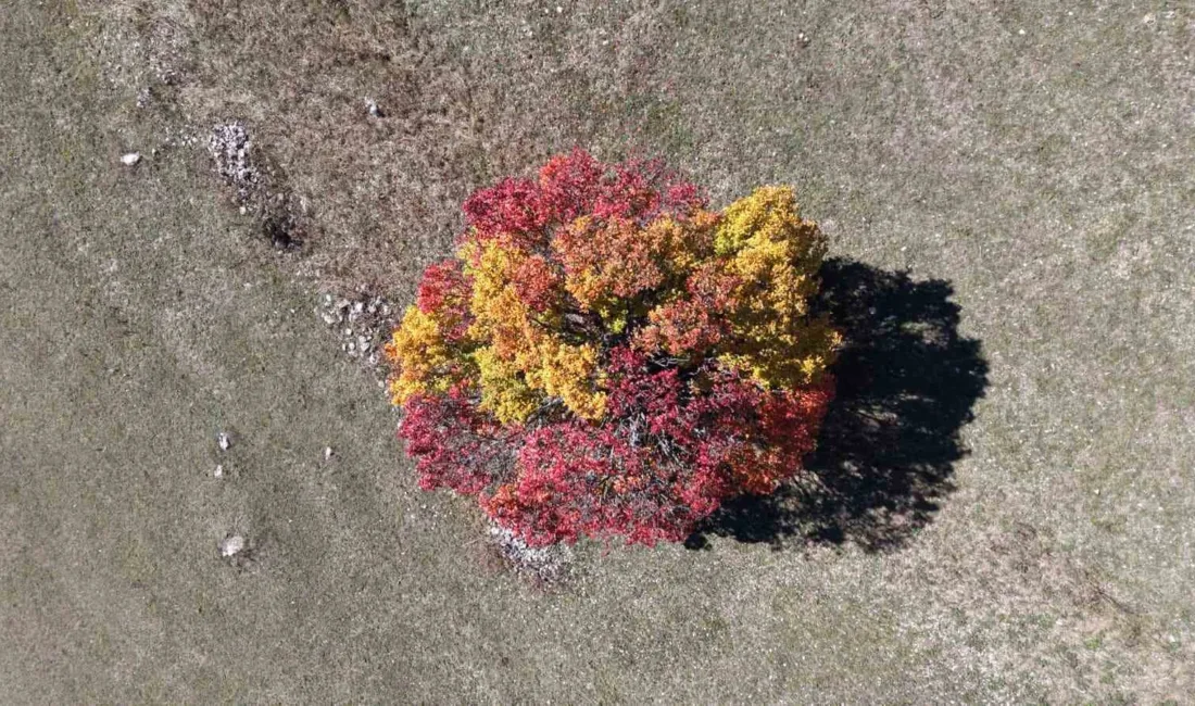 Artvin’in Ardanuç ilçesine bağlı Zekerya Köyü’nde sonbahar erken yüzünü gösterdi.