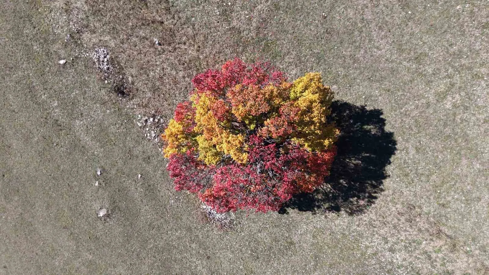 Artvin’in Ardanuç ilçesine bağlı Zekerya Köyü’nde sonbahar erken yüzünü gösterdi.