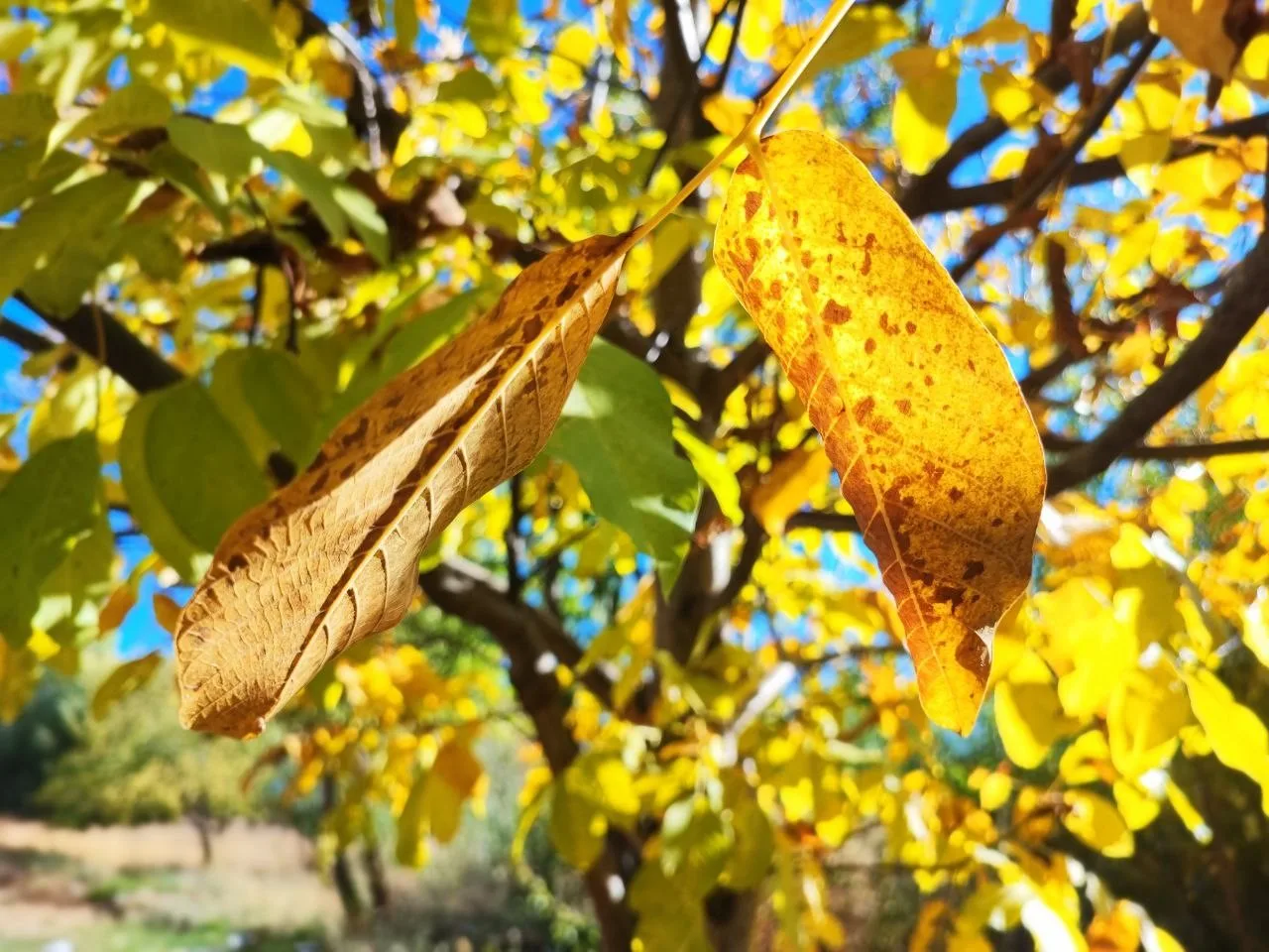 Adana’da sonbaharla birlikte ağaçlarda oluşan renk cümbüşü kartpostallık görüntüler oluşturdu.