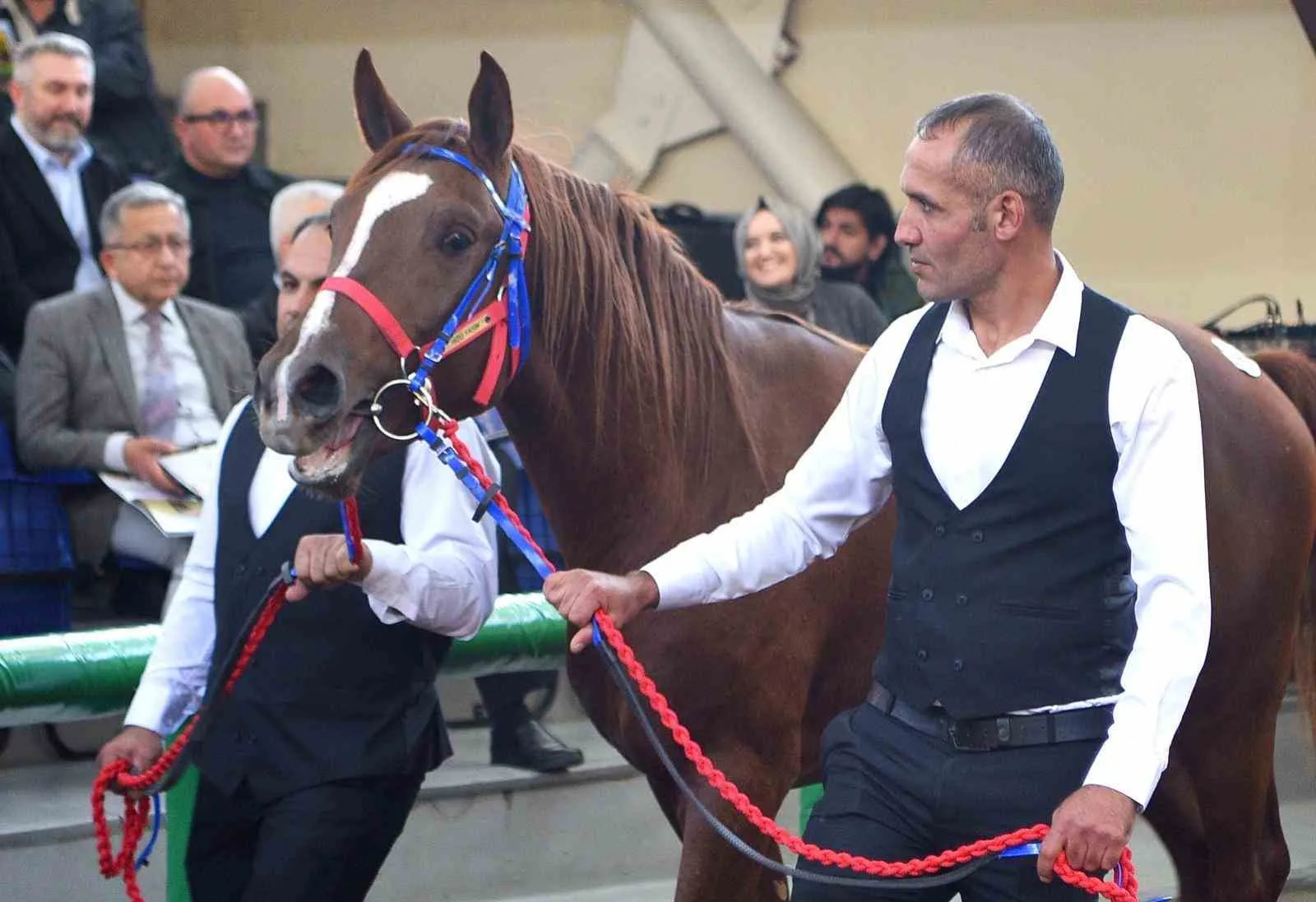 Malatya’nın Akçadağ ilçesinde bulunan Sultansuyu Tarım İşletmesi’nde yetiştirilen geleceğin şampiyon