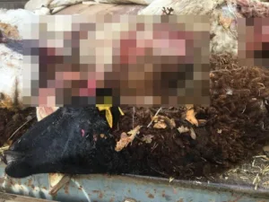 Bilecik’in Pazaryeri ilçesinde sürüden ayrılan koyunlar kurt saldırısına uğradı. Edinilen