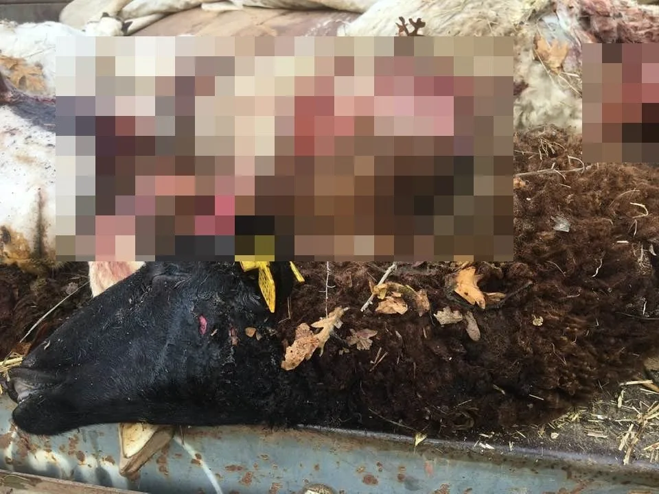 Bilecik’in Pazaryeri ilçesinde sürüden ayrılan koyunlar kurt saldırısına uğradı. Edinilen