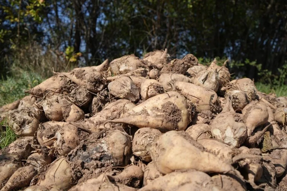 Tarım ve Orman Bakanlığı Şeker Dairesi Başkanı Mümtaz Sinan, pancarda kuraklığa