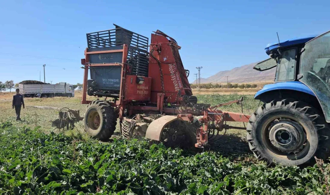 Bitlis’in verimli topraklarıyla öne çıkan Adilcevaz ilçesinde, 2025 yılı şeker