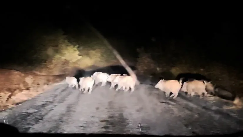 Bitlis’in Tatvan ilçesinde bir köy yolunda domuz sürüsü görüntülendi. Tatvan
