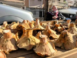 Kütahya’nın Tavşanlı ilçesindeki semt pazarında, yörenin gözde mantarları tezgahlardaki yerini