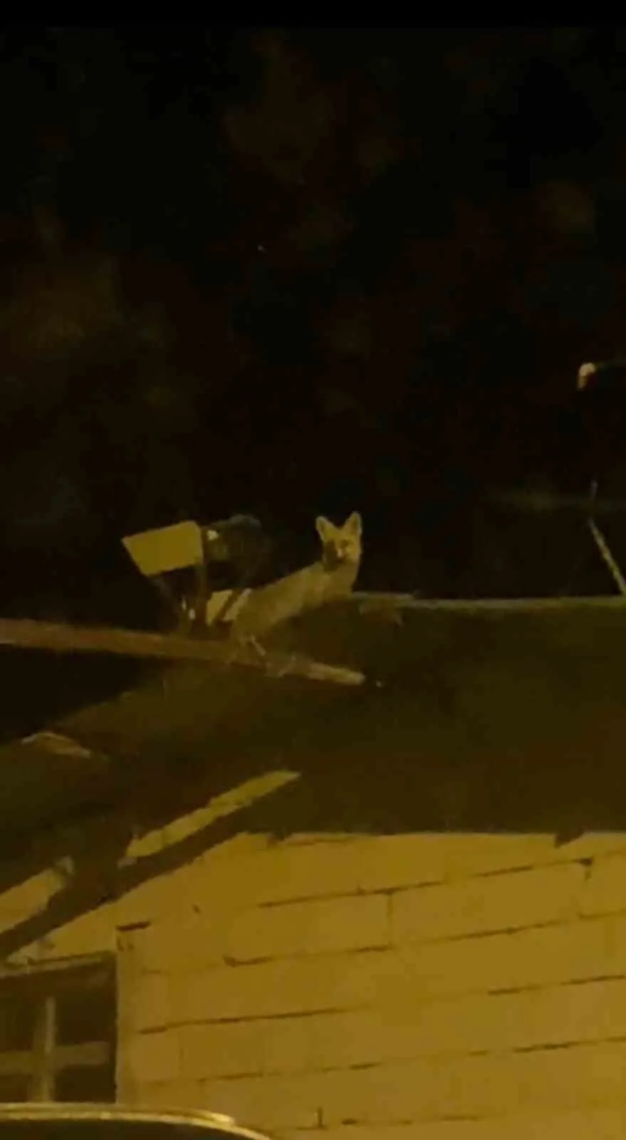 Ankara’nın Elmadağ ilçesinde kümesindeki tavukların azalması üzerine gece nöbet tutan