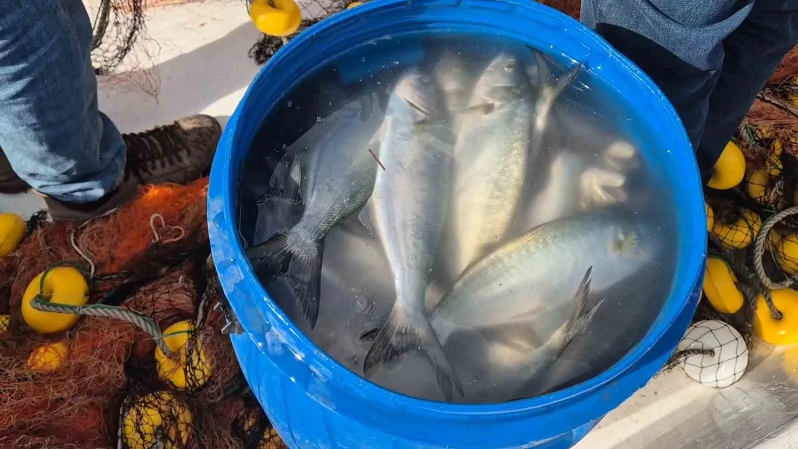 Tekirdağ’ın Süleymanpaşa ilçesinde bol miktarda lüfer avlayan balıkçıların yüzü güldü.