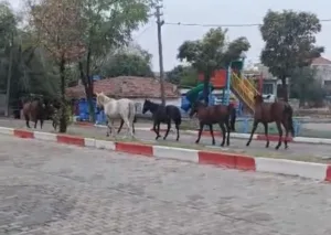 Tekirdağ’ın Hayrabolu ilçesinde, Uzunköprü Caddesi üzerinde başıboş dolaşan atlar, trafikte