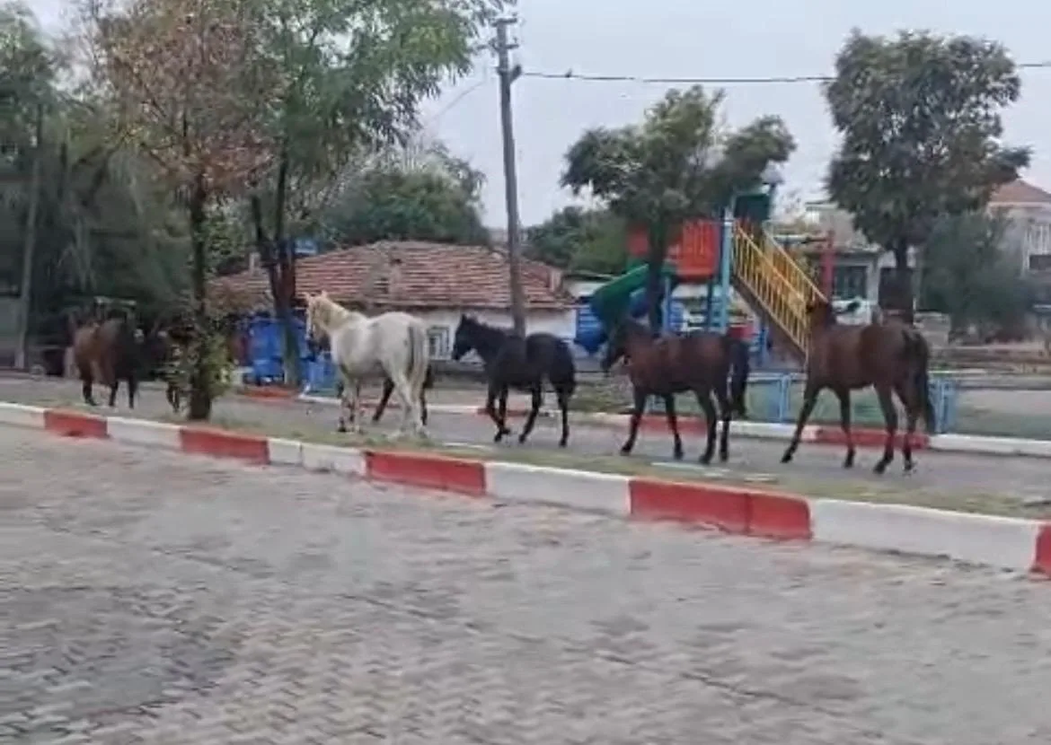 Tekirdağ’ın Hayrabolu ilçesinde, Uzunköprü Caddesi üzerinde başıboş dolaşan atlar, trafikte