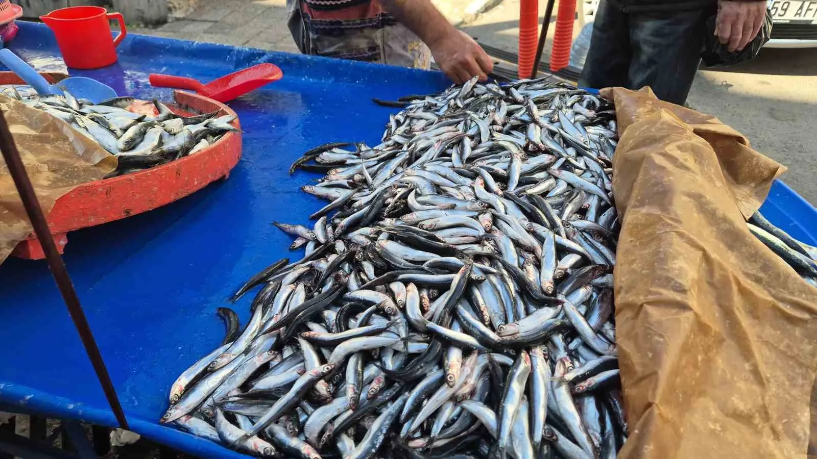Tekirdağ Süleymanpaşa’da hamsi ve sardalya tezgahta kilogramı 150 liradan satışa