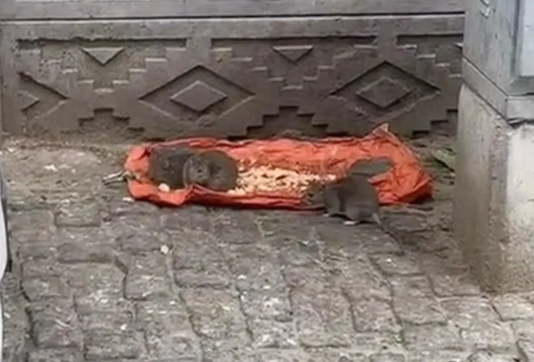 Tekirdağ’ın Hayrabolu ilçesinde sokakta farelerin yiyecek yerken görüntülenmesi, vatandaşları tedirgin