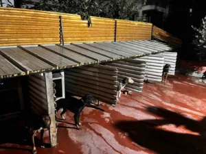 Balıkesir’de köpeklere eziyet eden şahıs hakkında idari işlem başlatıldı. Balıkesir’de