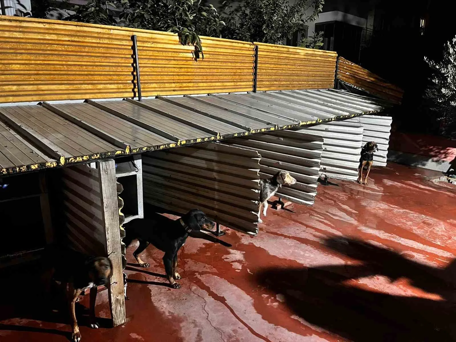 Balıkesir’de köpeklere eziyet eden şahıs hakkında idari işlem başlatıldı. Balıkesir’de