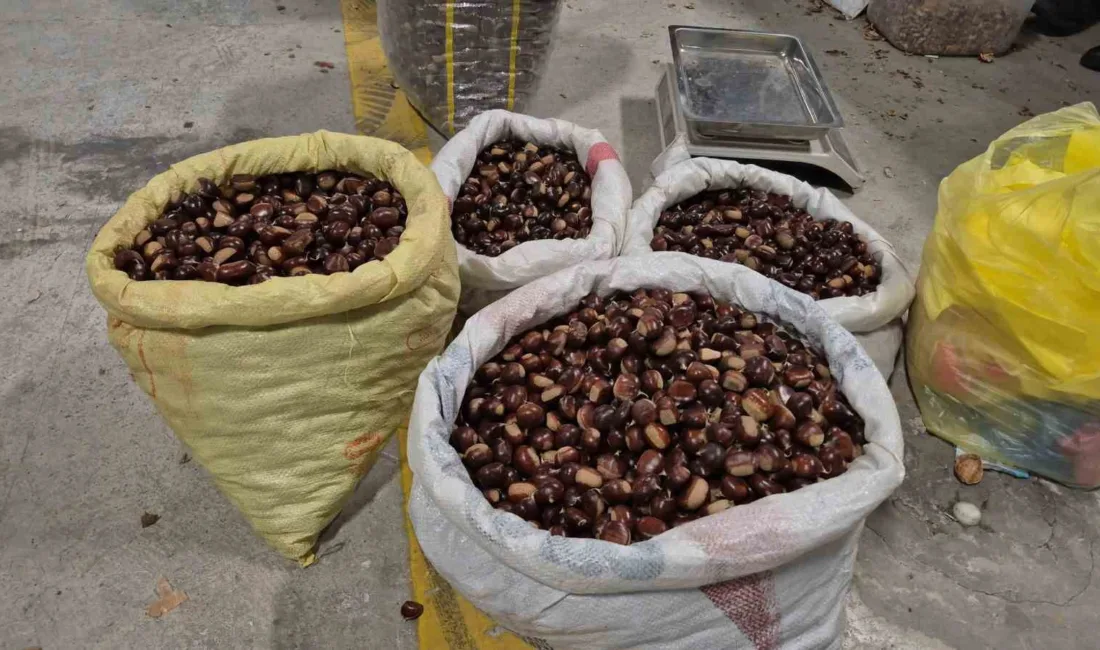 Düzce’nin coğrafi işaret tescilli ürünü kuzu kestanesi sezonun ilk hasadıyla