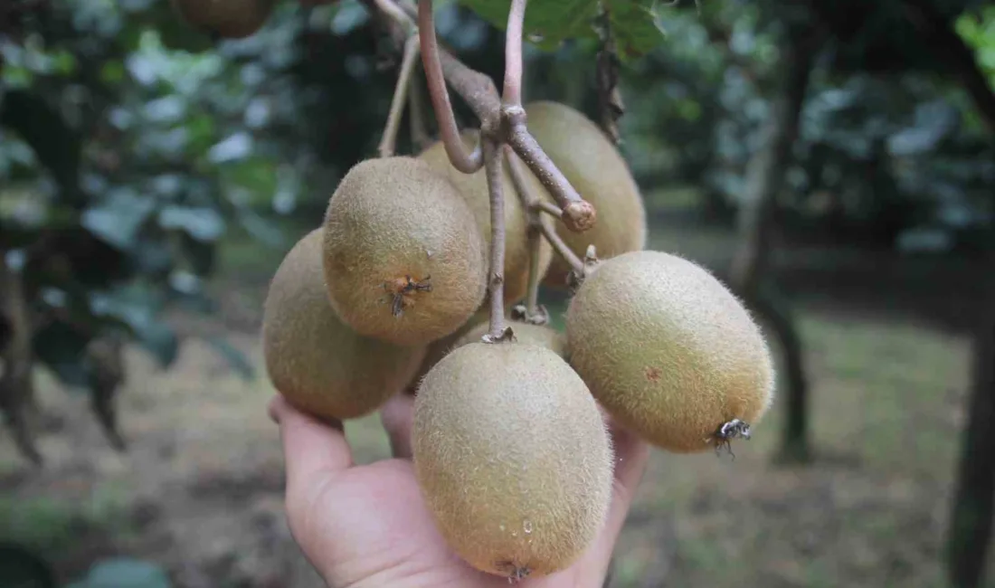 Ordu Kivi Üreticileri Birliği Başkanı Yusuf Uzunlar, coğrafi işaretli Ordu