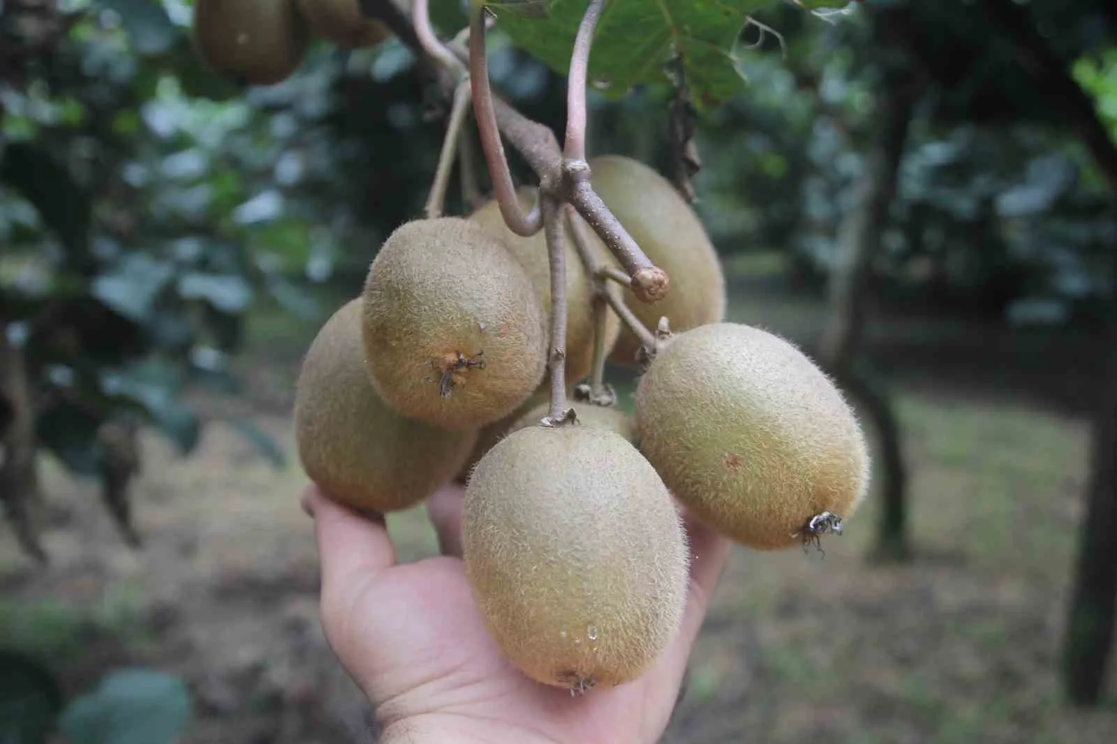 Ordu Kivi Üreticileri Birliği Başkanı Yusuf Uzunlar, coğrafi işaretli Ordu