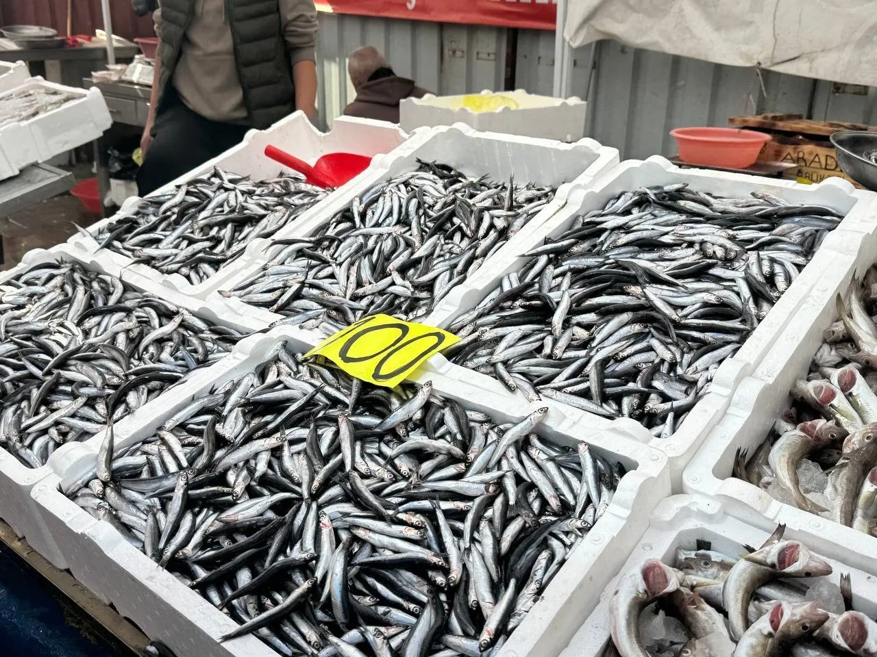 Zonguldak’ta yerli hamsi tezgahlarda 100 liradan alıcı buldu. Zonguldak’ta Karadeniz’den