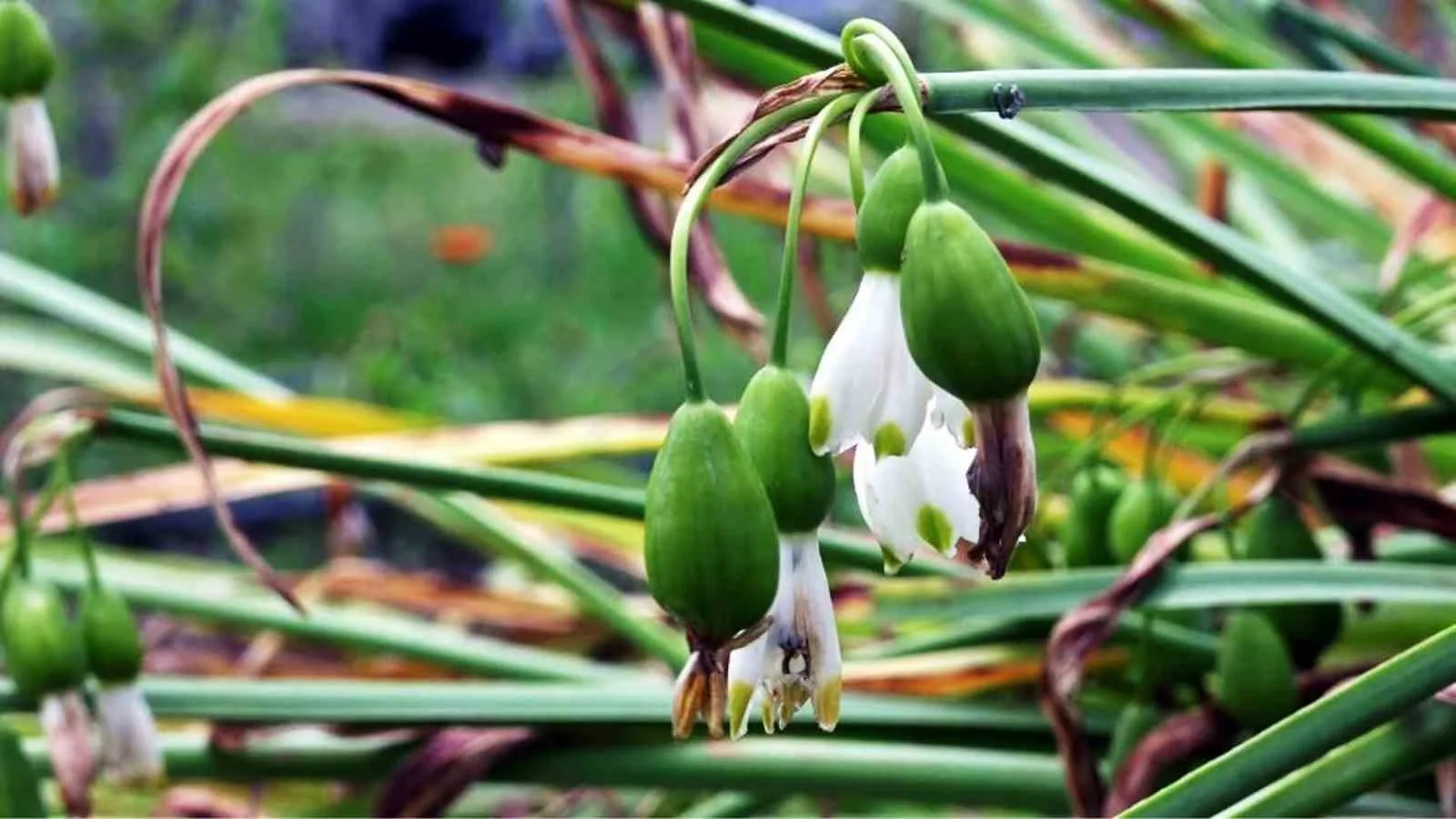 Samsun’da çiftçiler, tıbbi ve aromatik bitki üretiminden 1 milyon 227