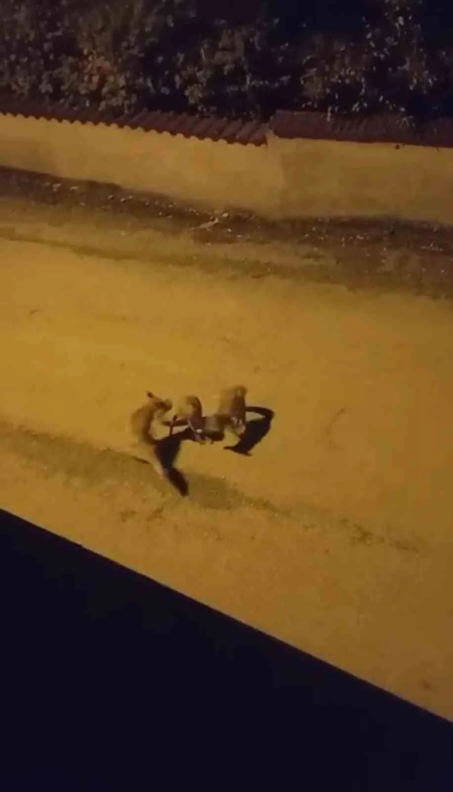 Karabük’ün Safranbolu ilçesinde 3 tilkinin sokakta oyun oynamaları cep telefonu