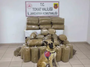 Tokat İl Jandarma Komutanlığı ekipleri, kaçak tütün ürünleri satışına yönelik