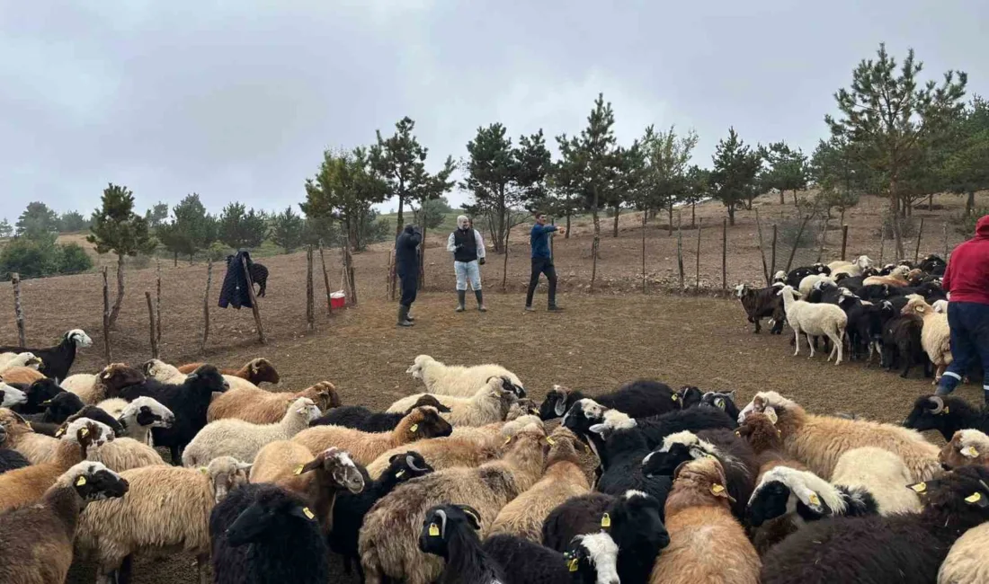 Tokat Tarım ve Orman İl Müdürlüğü ekipleri, küçükbaş hayvancılıkla uğraşan