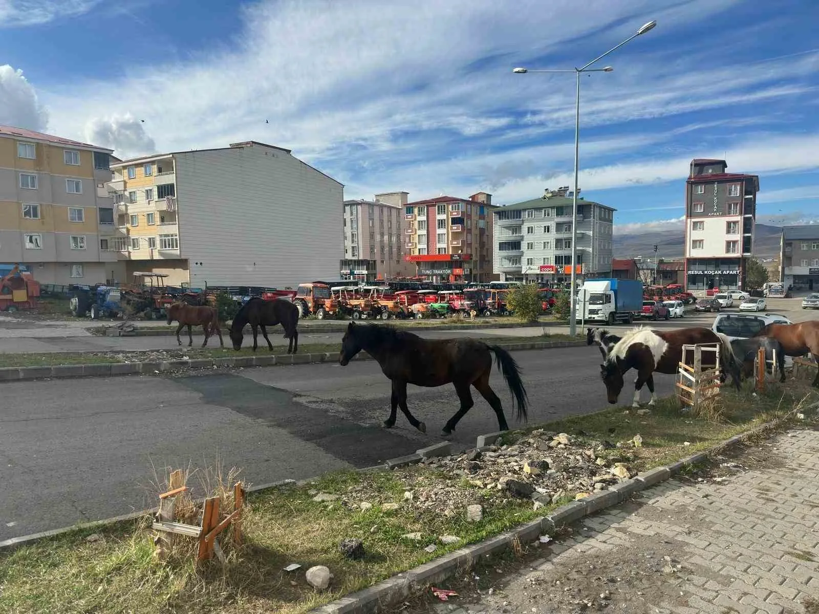 Ardahan’da başıboş atlar, cadde ve sokaklarda tehlike saçmaya devam ediyor.