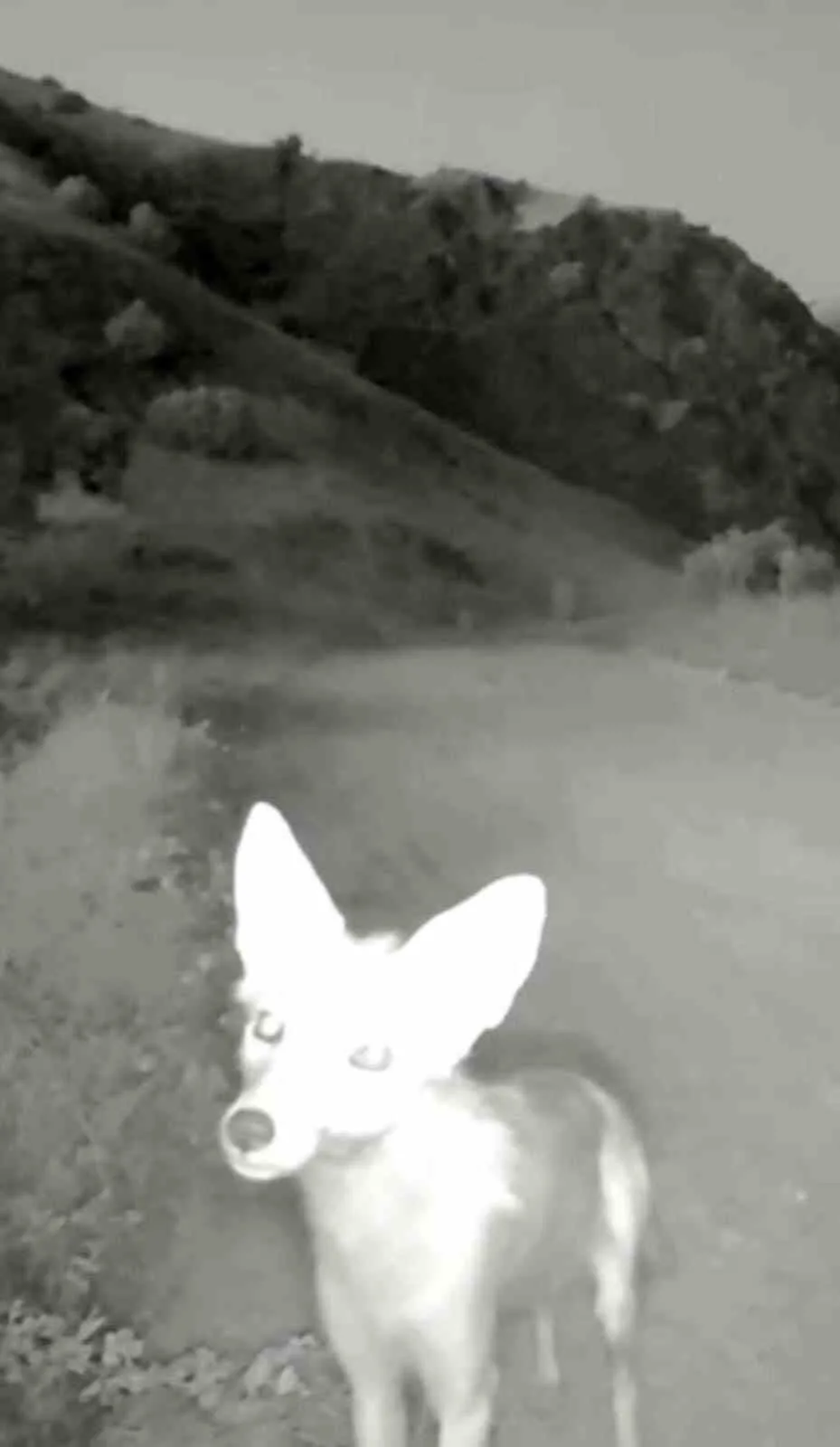 Tunceli’de yaban hayatı fotokapanlara yansıdı. Doğa Koruma ve Milli Parklar