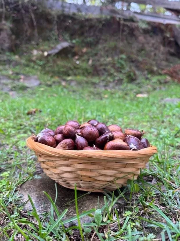 Sinop’un Türkeli ilçesinde, sonbaharın gelmesiyle birlikte kestane sezonu da açıldı.