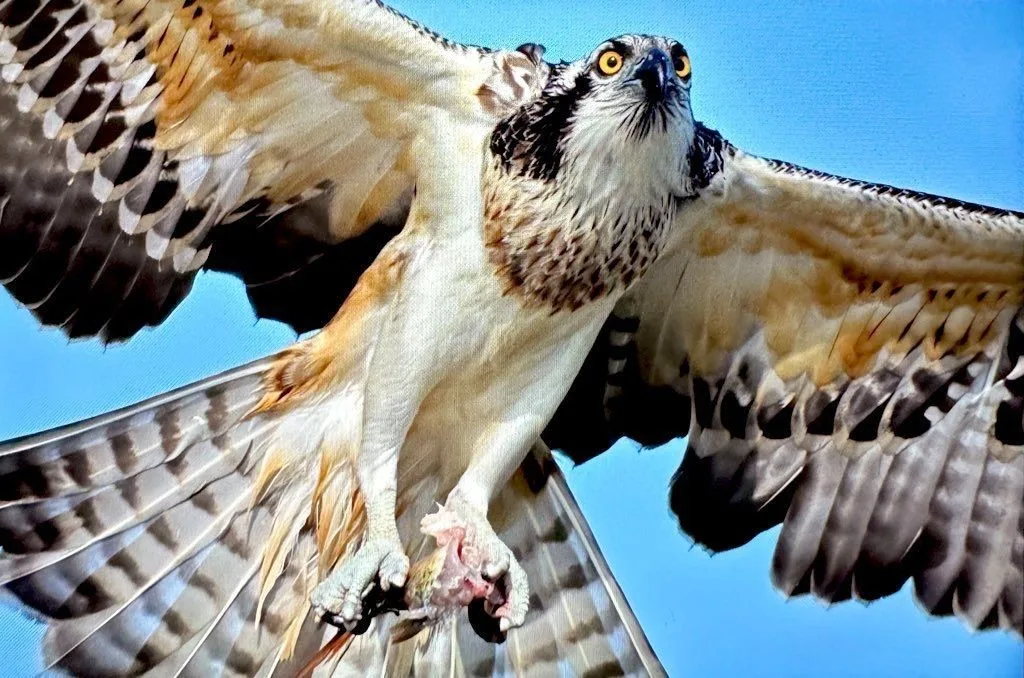 Türkiye’de geçmiş yıllarda üreme kaydı olan ancak günden güne azalan