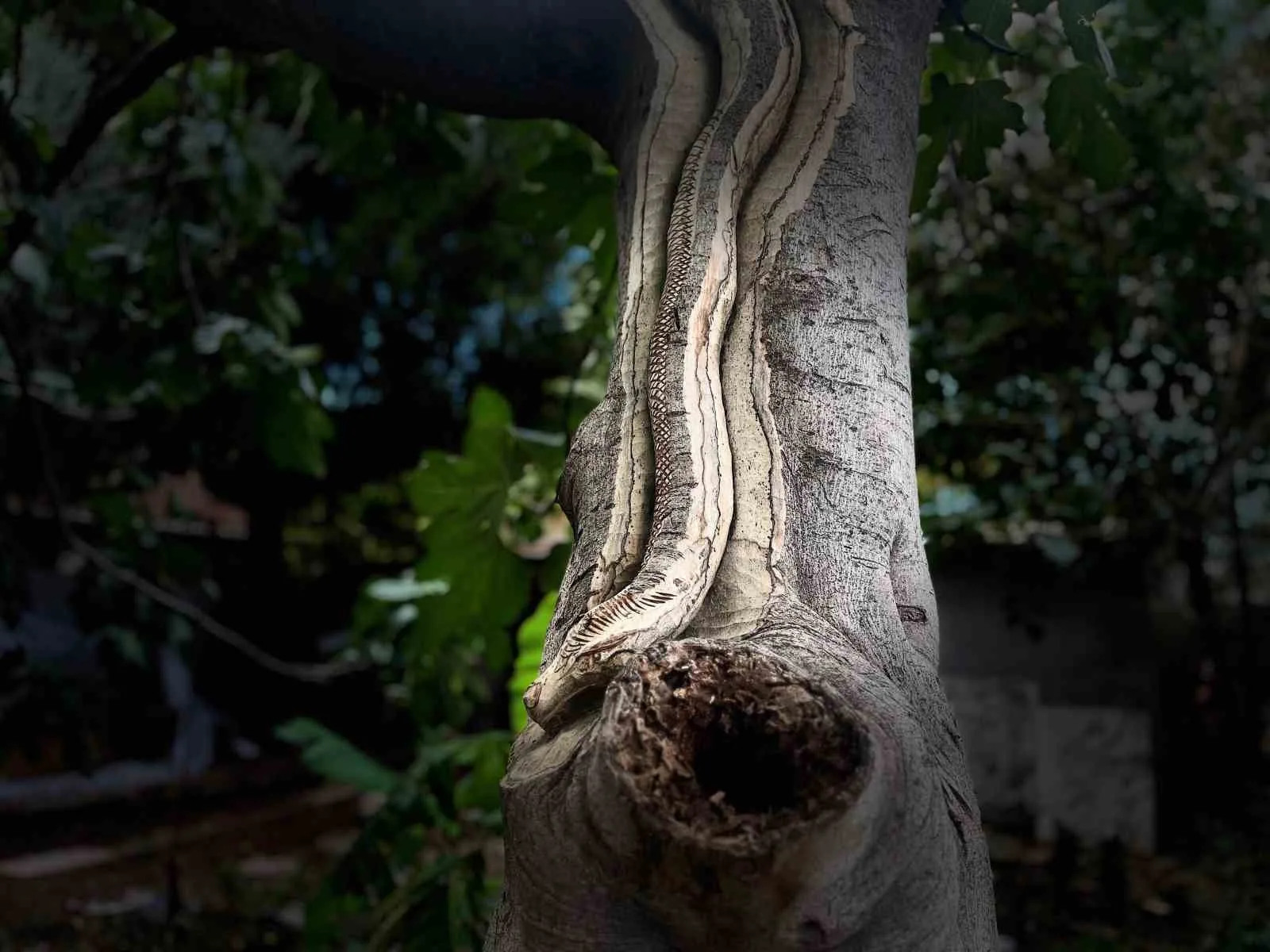 Anadolu’nun köklü el işleme sanatlarından oymacılık, son yıllarda ilgi görmeye