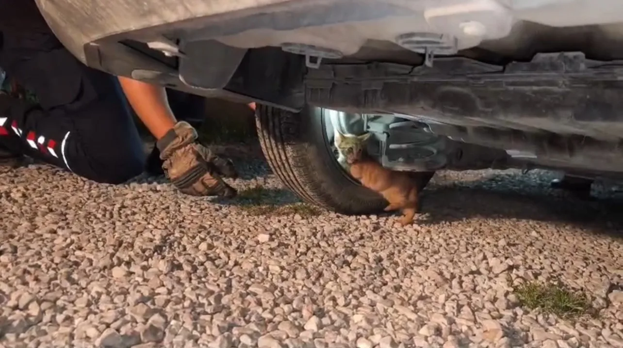 Hatay’da soğuk havada aracın motoruna sığınan yavru kedi, itfaiye ekiplerini