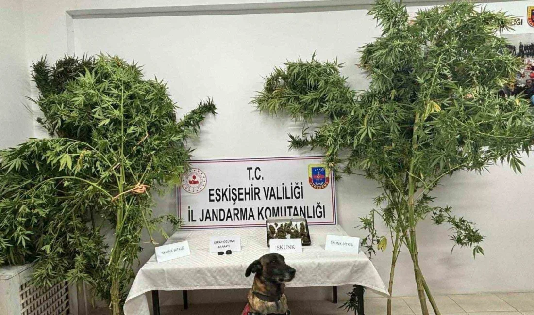 Eskişehir’de jandarma ekiplerince uyuşturucu madde ektiği bilgisi alınan şahsın mısır