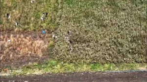 Hatay’da jandarma ekipleri tarafından gerçekleştirilen operasyonda, tarlaya ekilmiş halde bin